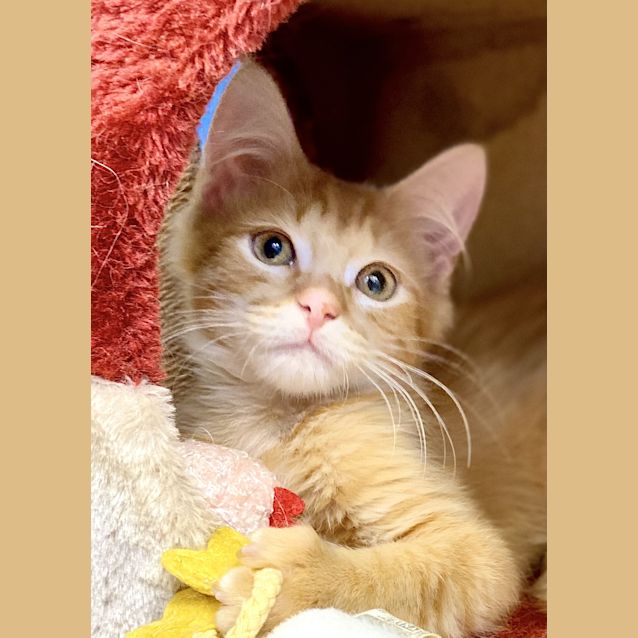 Photo of Ginger Meggs