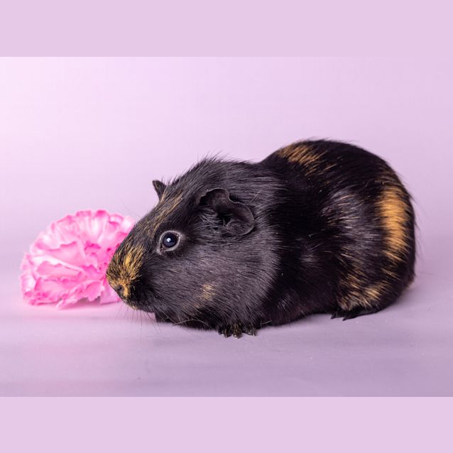 Photo of Mr. Flower Head
