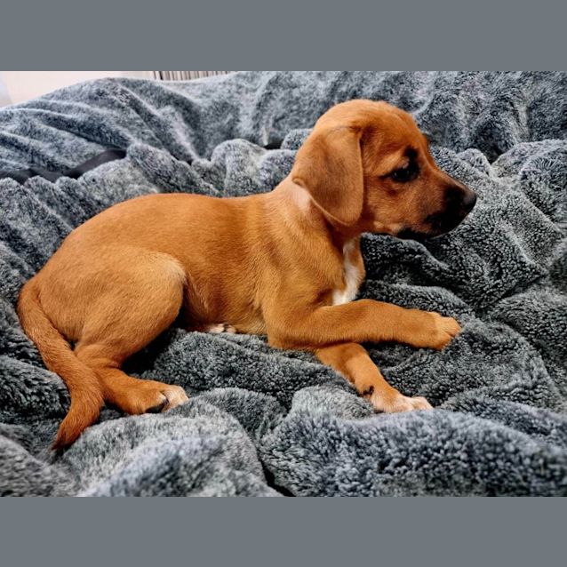 Photo of Chilli