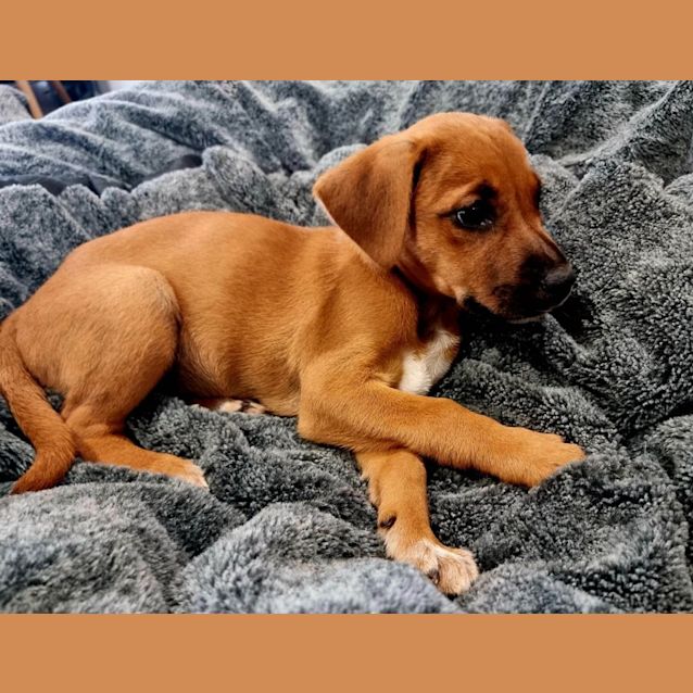 Photo of Chilli
