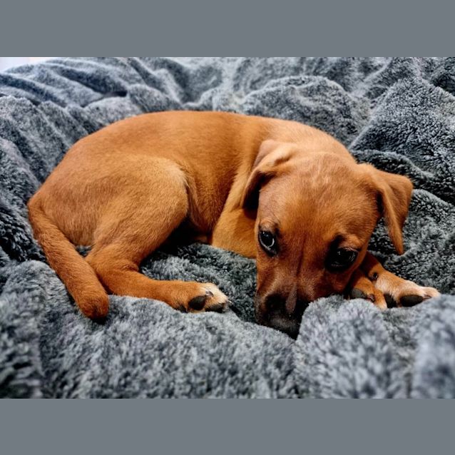 Photo of Chilli