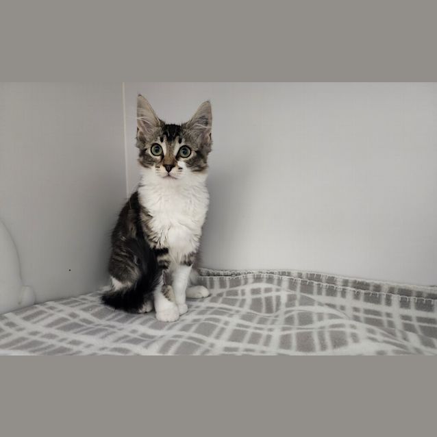 Photo of Layla