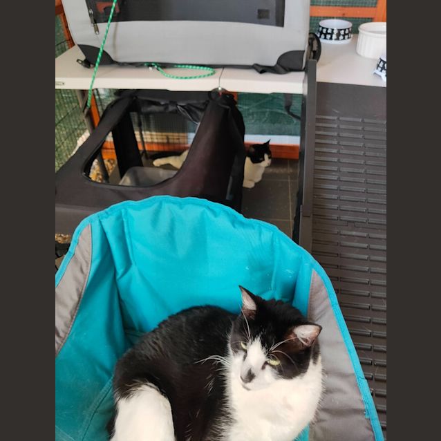 Photo of Tilly The Tripod