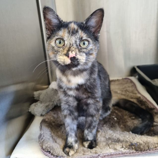 Photo of Hocus Pocus