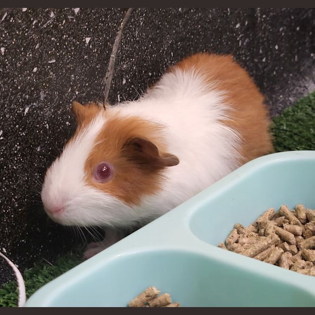 Photo of Simon