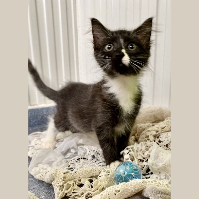 Photo of Stripey