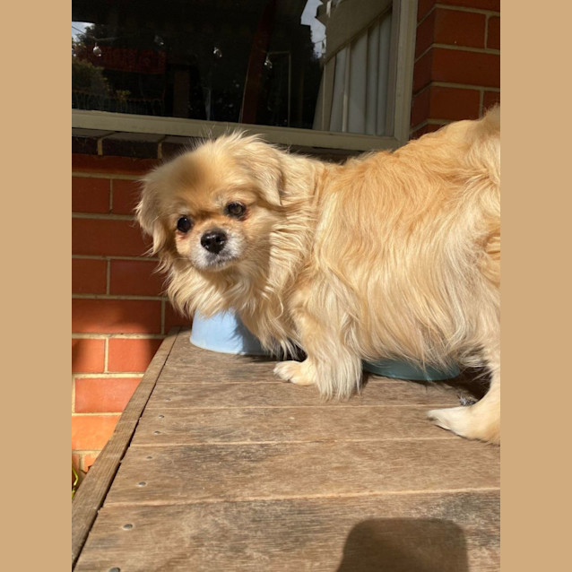 Photo of Maisie