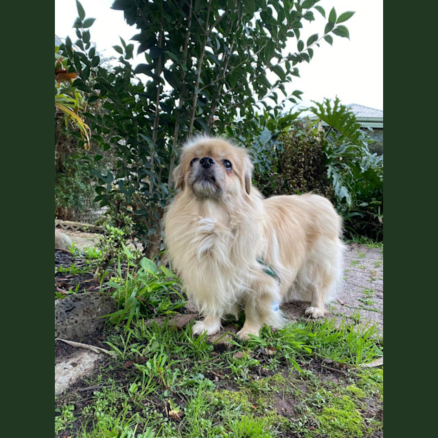 Photo of Maisie