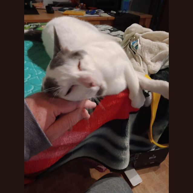 Photo of Slade *9 Lives Project Rescue*