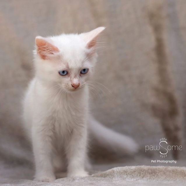 Photo of Charles ** 2nd Chance Cat Rescue**