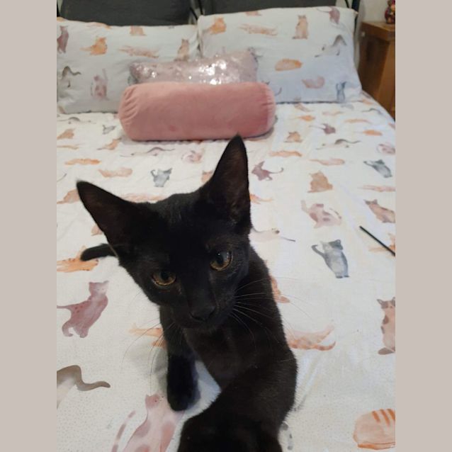 Photo of Black Bean ~ Meet @ Petstock Keysborough 12/2/23