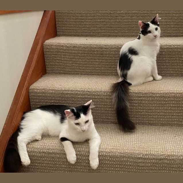 Photo of Tabasco & Frankie