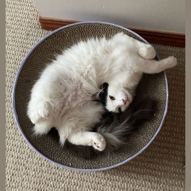 Photo of Tabasco & Frankie