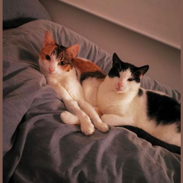 Photo of Lexi & Taco