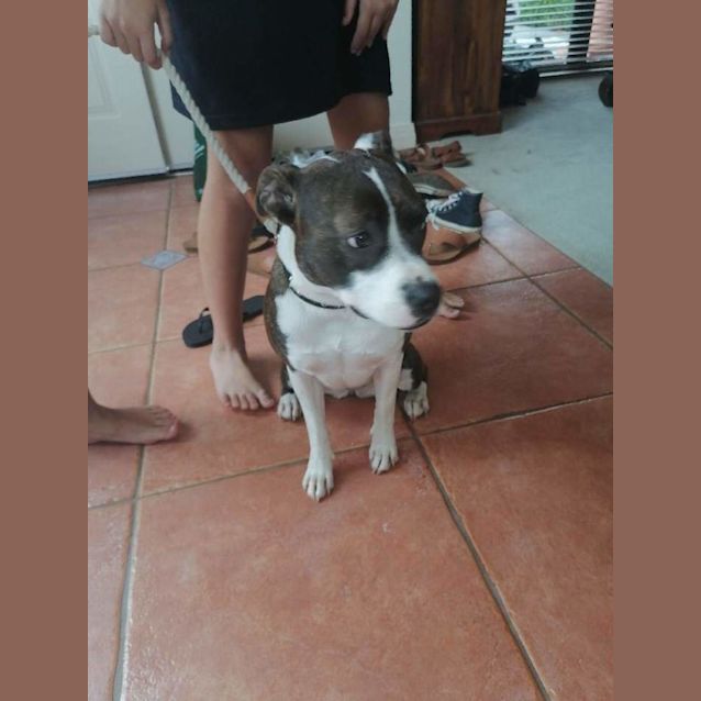 Ella - Large Female American Staffordshire Bull Terrier Mix Dog in VIC - PetRescue Ella - Large Female American Staffordshire Bull Terrier Mix Dog in VIC - PetRescue