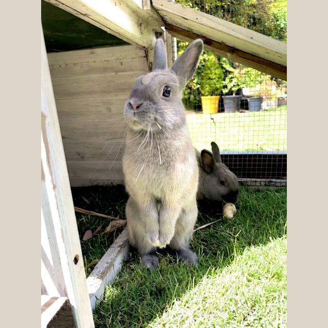 Photo of 🐰Peanut & Cashew🐰 (Located In Werribee South)