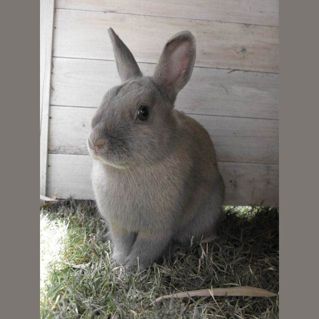 Photo of 🐰Peanut & Cashew🐰 (Located In Werribee South)