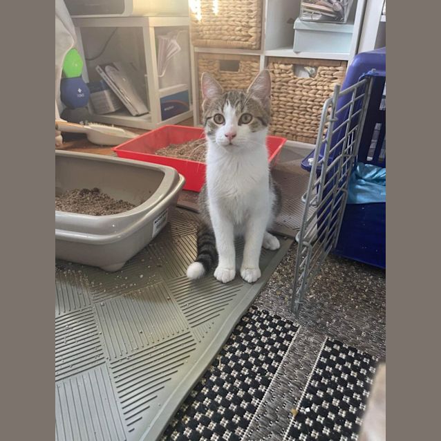 Photo of Stripe ~ Meet Me @ Petstock Keysborough 12/2/23