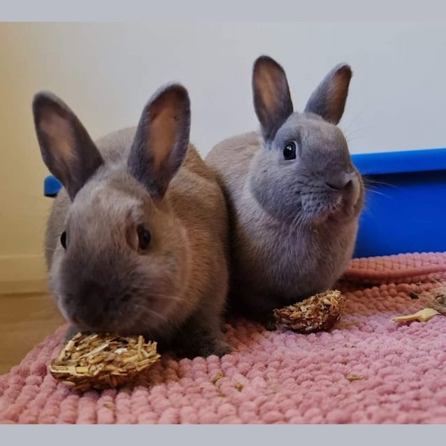 Photo of 🐰Peanut & Cashew🐰 (Located In Werribee South)