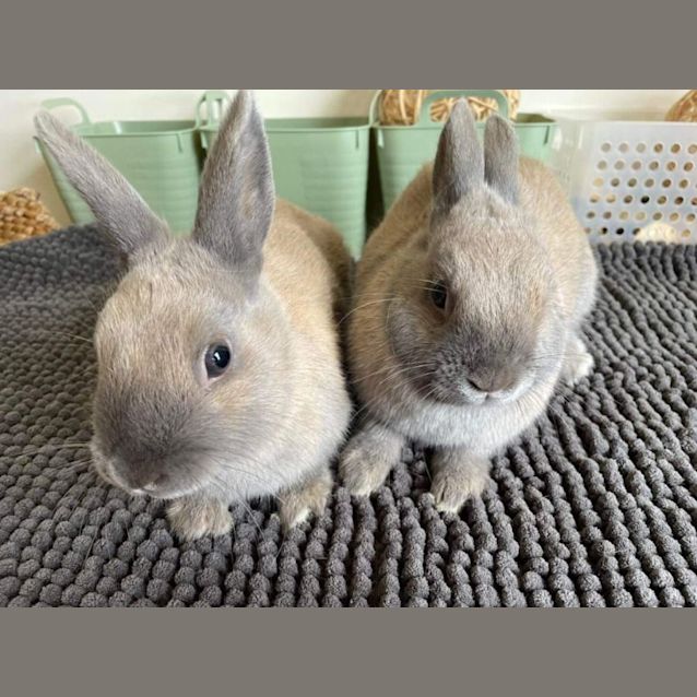Photo of 🐰Peanut & Cashew🐰 (Located In Werribee South)