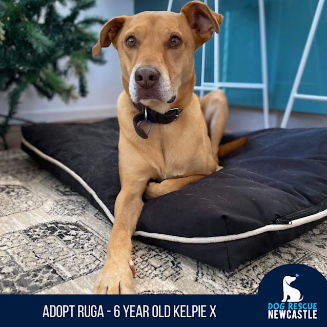 Photo of Ruga   6 Year Old Kelpie X (On Trial)