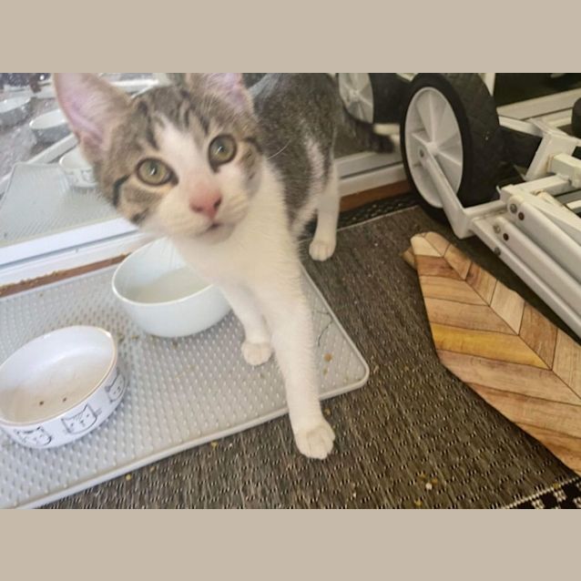 Photo of Scratch ~ Adopt Me @ Petstock Keysborough 