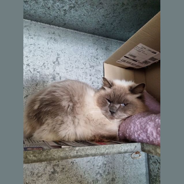 Photo of Valentino