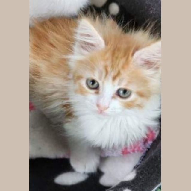 Photo of Butterscotch 