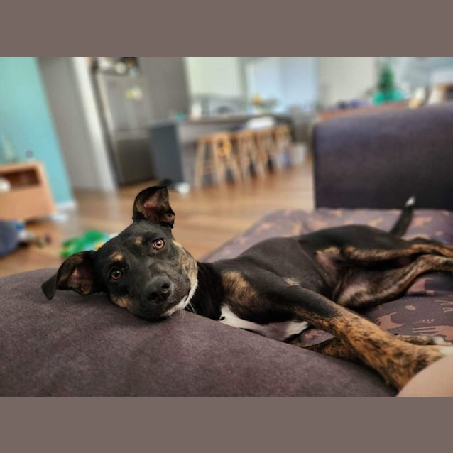 Photo of Remi (Indy)