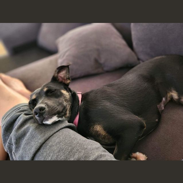 Photo of Remi (Indy)