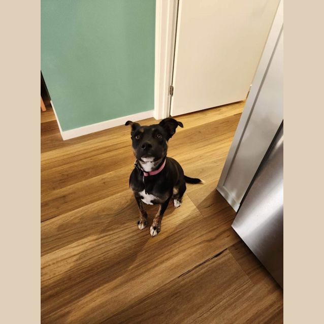 Photo of Remi (Indy)