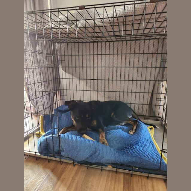 Photo of Remi (Indy)