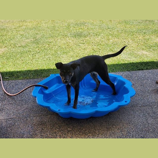 Photo of Remi (Indy)