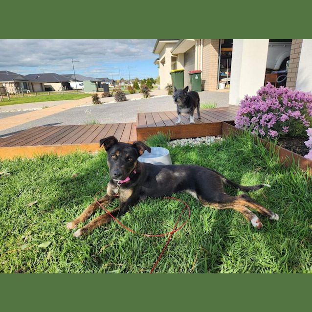 Photo of Remi (Indy)