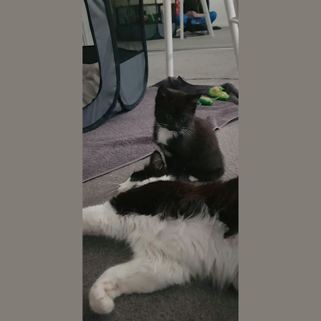 Photo of Holiday & Sabata