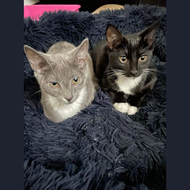 Photo of Holiday & Sabata