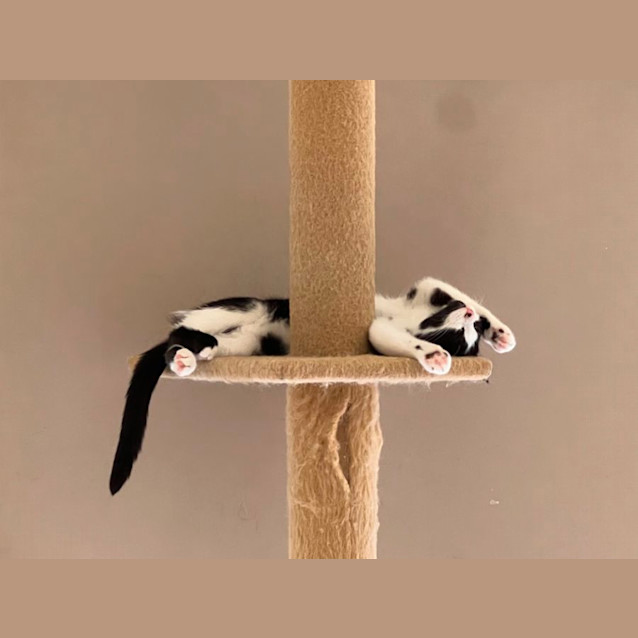 Photo of Arya