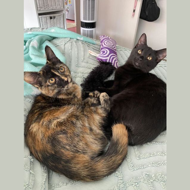 Photo of Pluto And Calypso Bobtail