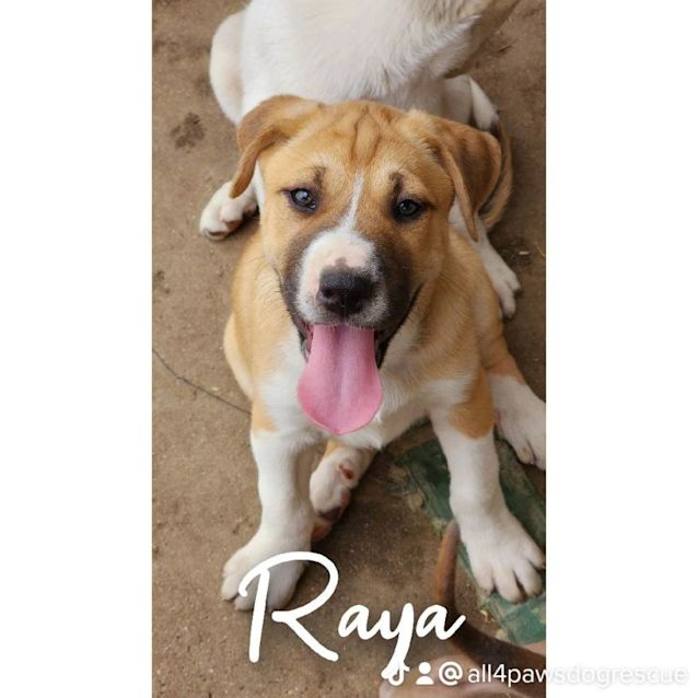 Photo of Raya