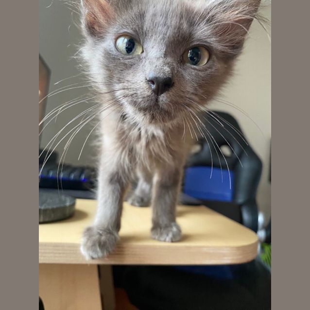 Photo of Freya