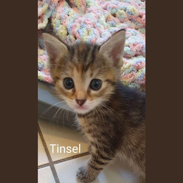 Photo of Tinsel 