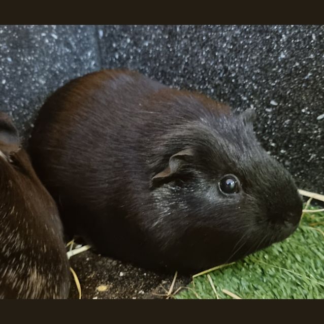 Photo of Obsidian