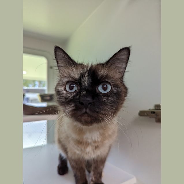 Photo of Momo