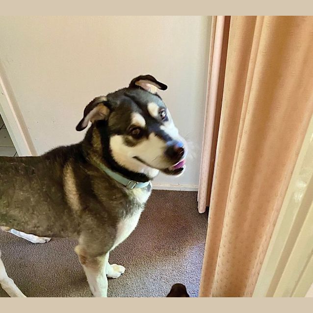 Photo of Snowy