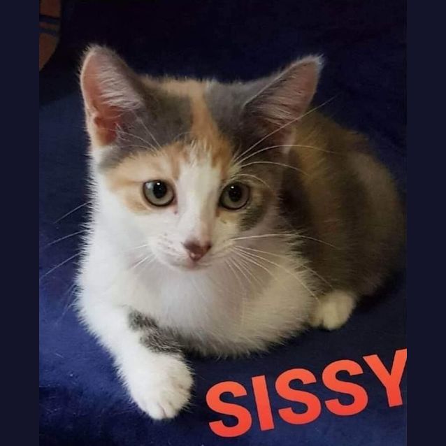 Photo of Sissy
