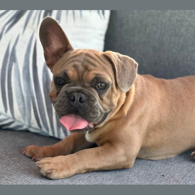 Photo of Samson 🐶