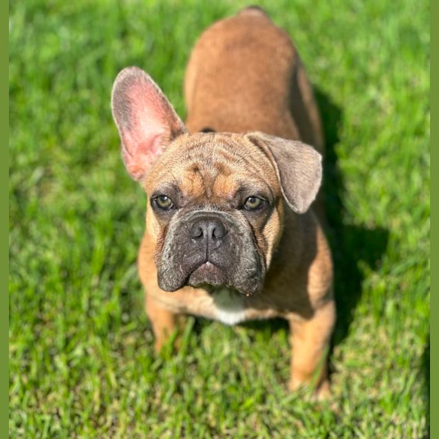 Photo of Samson 🐶