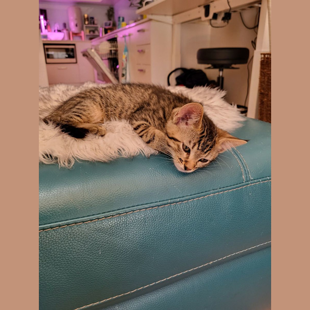 Photo of Linc 