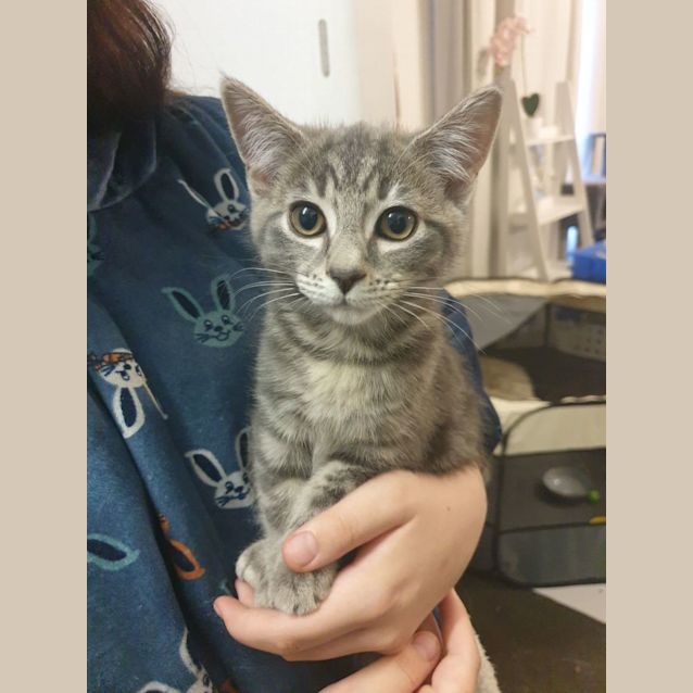 Photo of Valentina ~ Meet Me @ Petstock Keysborough 12/2/23