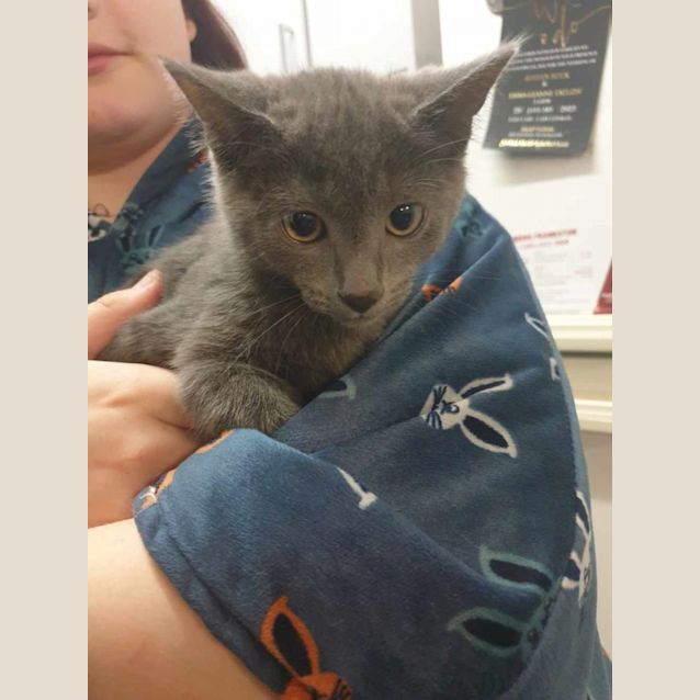 Photo of Juliet ~ Meet Me @ Petstock Keysborough 12/2/23